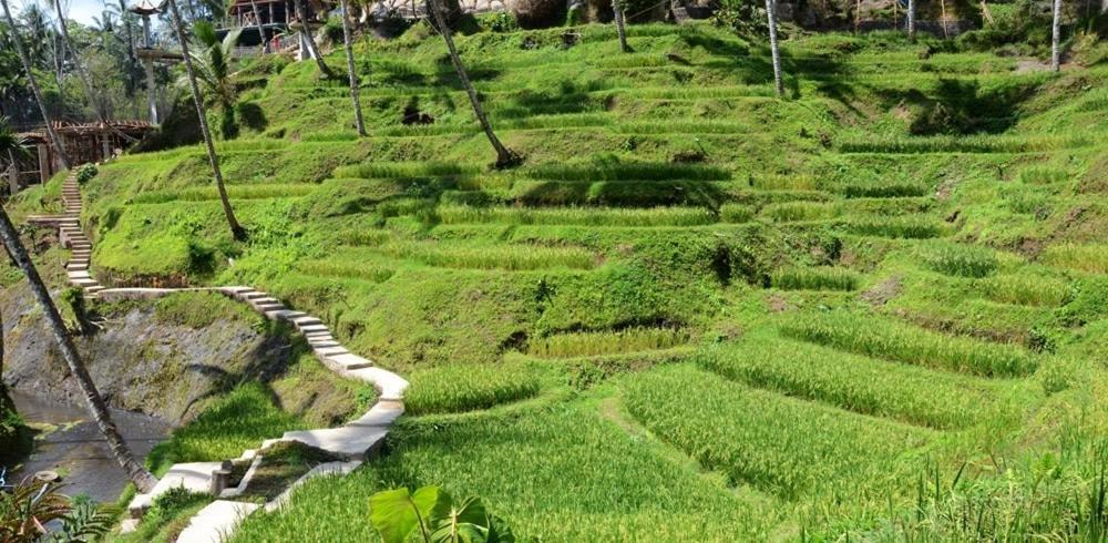 Villa Amrita Ubud Exteriér fotografie
